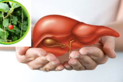 Cách chữa bệnh viêm gan B hiệu quả từ thuốc nam