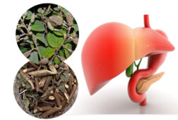 Các bệnh lý ở gan và cách chữa bệnh gan hiệu quả từ thuốc nam