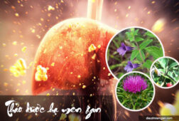 Giảm men gan an toàn, hiệu quả từ thảo dược thiên nhiên